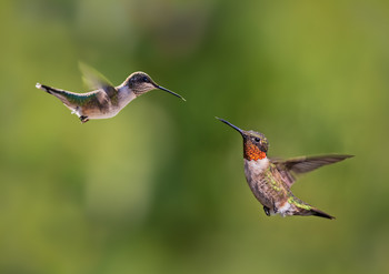 Красногорлый колибри (2) / Самочка (слева) и самец... Блумингтон (Индиана), США...