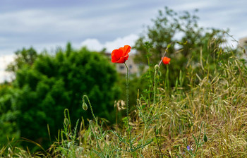За окошком месяц май / Крым. Симферополь
