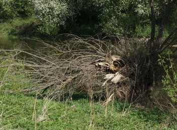 Хищная птица / Хищная птица