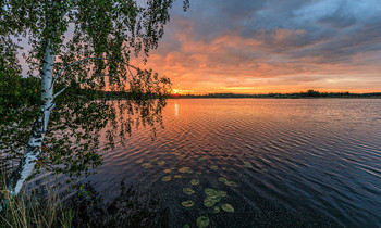 У берёзы / ***