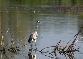 &nbsp; / Серая цапля (Ardea cinerea)