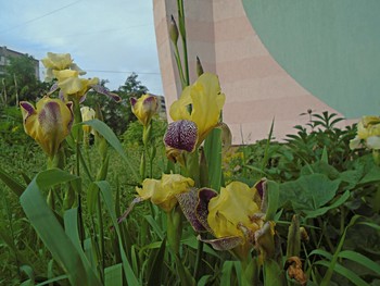 &nbsp; / Цветы в городе.