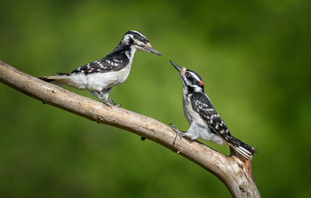 Hairy woodpecker (male & female) / Волосатый дятел (самец и самка)
Пожалуй единственный случай ,когда мне удалось запечатлить самца и самку вместе,
нет, ни о каких любовных играх речи нет, немного "посражались" между собой и разлетелись...