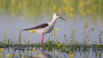 Любитель утренних пейзажей / Ходулочник