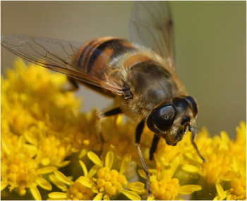 Осенний этюд. / Воспоминания о прошлом дают надежду на будущее.