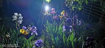 Ирисы в полнолуние / Полная луна хорошо освещала цветы,а фонарик лепестки сделал прозрачными...