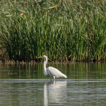 &nbsp; / Большая белая цапля (Ardea alba)