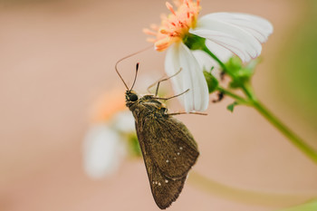 &nbsp; / close up Butterfly and Flower with manual lens