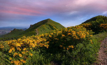 Предзакатная / На горе Бештау заканчивает цветение желтый рододендрон
