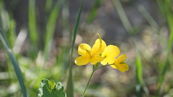 В траве / Цветы в траве