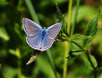 Голубянка / Голубянка-одна из самых привлекательных и вертлявых бабочек.Очень любит прятаться в траве.Исчезает в ней мгновенно.