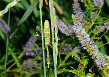 Защитная окраска / Окраска богомола совпадает со средой,где он обитает.Его скорее увидишь на сделанном снимке,чем в траве.