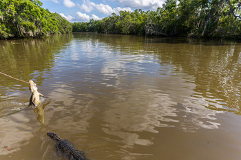 &nbsp; / Louisiana swamps