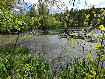 &nbsp; / ein kleiner Teich im Solling