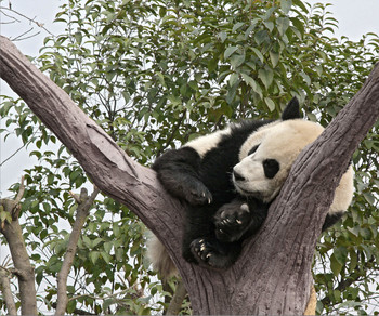 Не кудрявая жизнь / Центр разведения панд. Чэнду, провинция Сычуань, Китай.