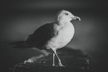 чайка / No comments.