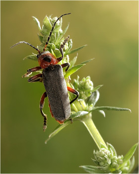 Cantharis fusca Linnaeus, 1758 - Мягкотелка тёмная (бурая) / Cantharis fusca Linnaeus, 1758 - Мягкотелка тёмная (бурая)