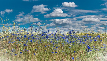 Соревнуясь в цвете... / Май Крым