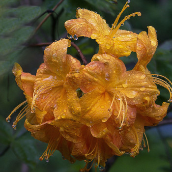 Азалия Рододендрон Цветы Оранжевые / После дождя