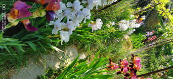 Ирисы вдоль дорожки / Красиво смотрятся цветущие ирисы,посаженные вдоль дорожки