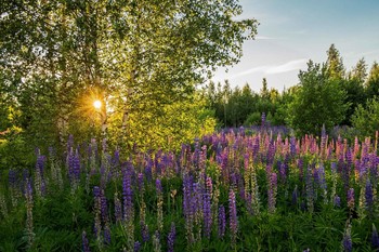 Люпины / п.Дубровка,Татарстан,Зеленодольский р-он