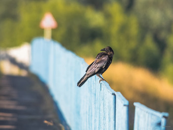 Мосты и Знаки... / Молодая Чёрная ворона (Corvus corone)