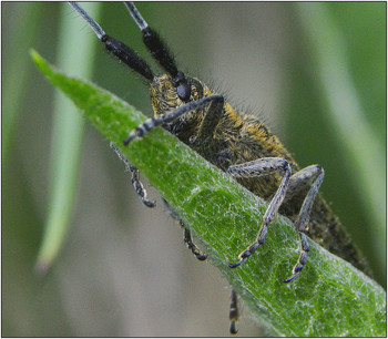 Трудный подъем. / Жук семейства УСАЧИ.