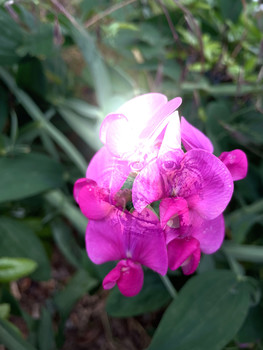 &nbsp; / In der Blüte