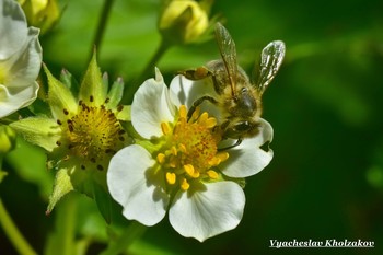 Пчела в белом цветке земляники / ***