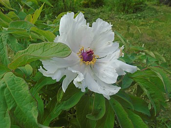 Ловит редкие лучи солнца. / Древовидный пион.
