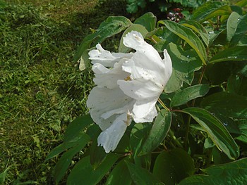 Закрылся от непогоды. / Пион древовидный.