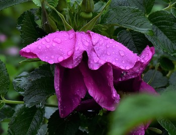 &quot;Цветы изящные дождем помяты ...&quot; / &quot;Мой сад от непогоды загрустил.
 Цветы изящные дождем помяты.
 Порою кажется - не хватит сил
 Подняться ст... м ...&quot;
 Л.Любомирская