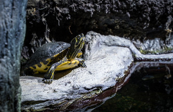 &nbsp; / turtle life