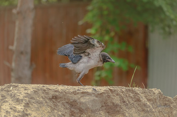 первый полет / вороненок пытается летать