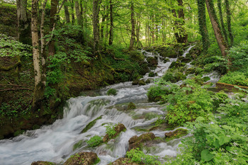 Прогулка в лесу / где-то на севере Черногории