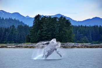 Прыжок / Горбатый кит резвится на просторах Аляски