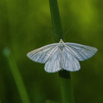 Мотылек / бабочка на травинке
