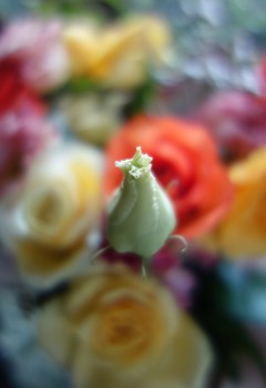 &nbsp; / Что шепчут розы по утру,
Проснувшись утренней порою?
Благодарят свою судьбу,
И состояние покоя?