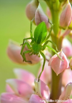 Зеленый паук на цветке люпина / Зеленый паук дневной охотник на цветке люпин.