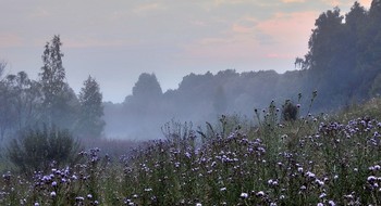 Летнее туманное утро / Летнее туманное утро