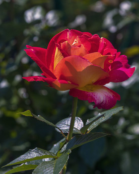 Роза флорибунда кетчуп Мастард / солнечное утро