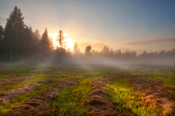 по скошенной траве / Рассвет