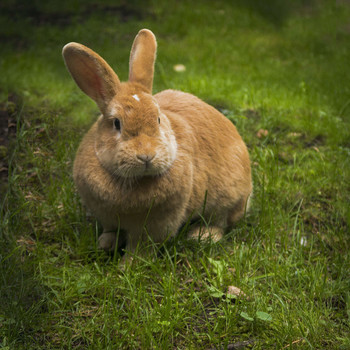 Кролик / Кролик на лужайке