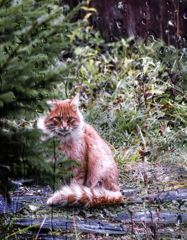 Рыжий... / Кот.