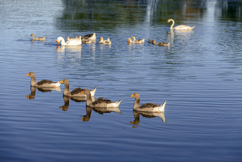 Сельский пруд... / С недавних пор на сельском пруду поселился лебедь...