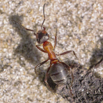 Лесной муравей / Муравей в своих заботах