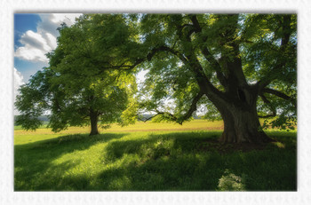 &nbsp; / Старая дубовая роща