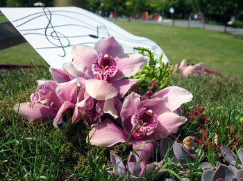 Розовые орхидеи / орхидеи, музыка