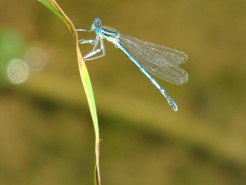Абсолютная легкость / Стрекоза стрелка голубая, Enallagma cyathigerum, самец
