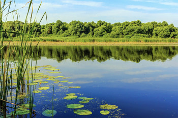 С берега реки.. / Утром на берегу озера. Береговая линия противоположного берега. и ее отражения в воде. В направлении от кувшинок. Облака в водной глади.